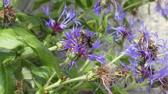 Bombus flavidus flavidus