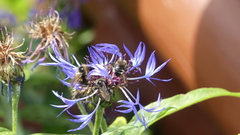 Bombus flavidus flavidus