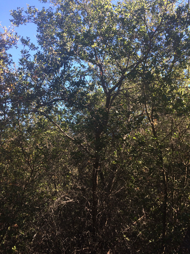 iNaturalist observation photo of coast live oak
