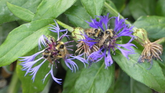 Bombus flavidus flavidus