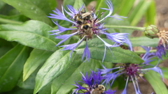 Bombus flavidus flavidus
