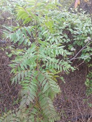 Pistacia chinensis