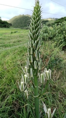 Albuca nelsonii