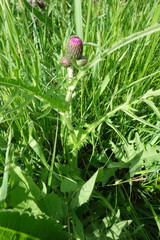 Cirsium rivulare