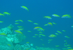 Mirolabrichthys evansi
