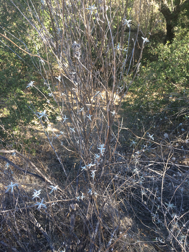 iNaturalist observation photo of purple sage