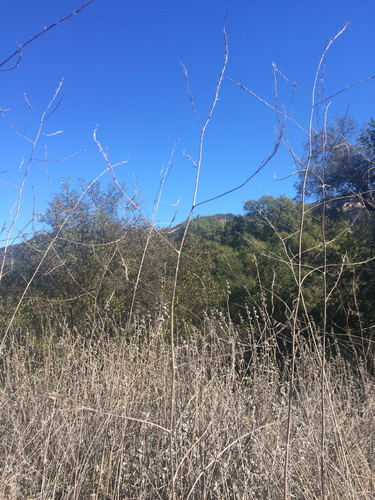 iNaturalist observation photo of Black Mustard