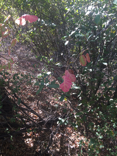 iNaturalist observation photo of Pacific poison oak