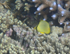 Latticed Butterflyfish photo 2
