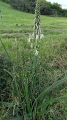 Albuca nelsonii