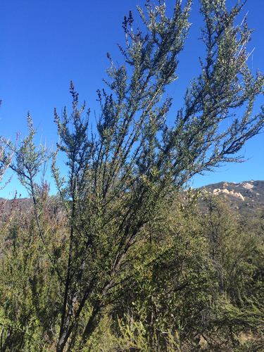 iNaturalist observation photo of chamise