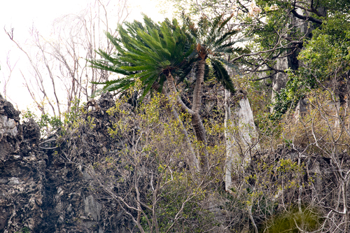 Saraburi Cycad (Cycas tansachana)