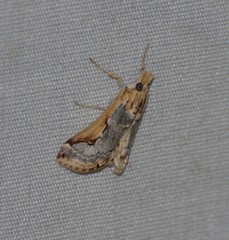 Loxostege albiceralis