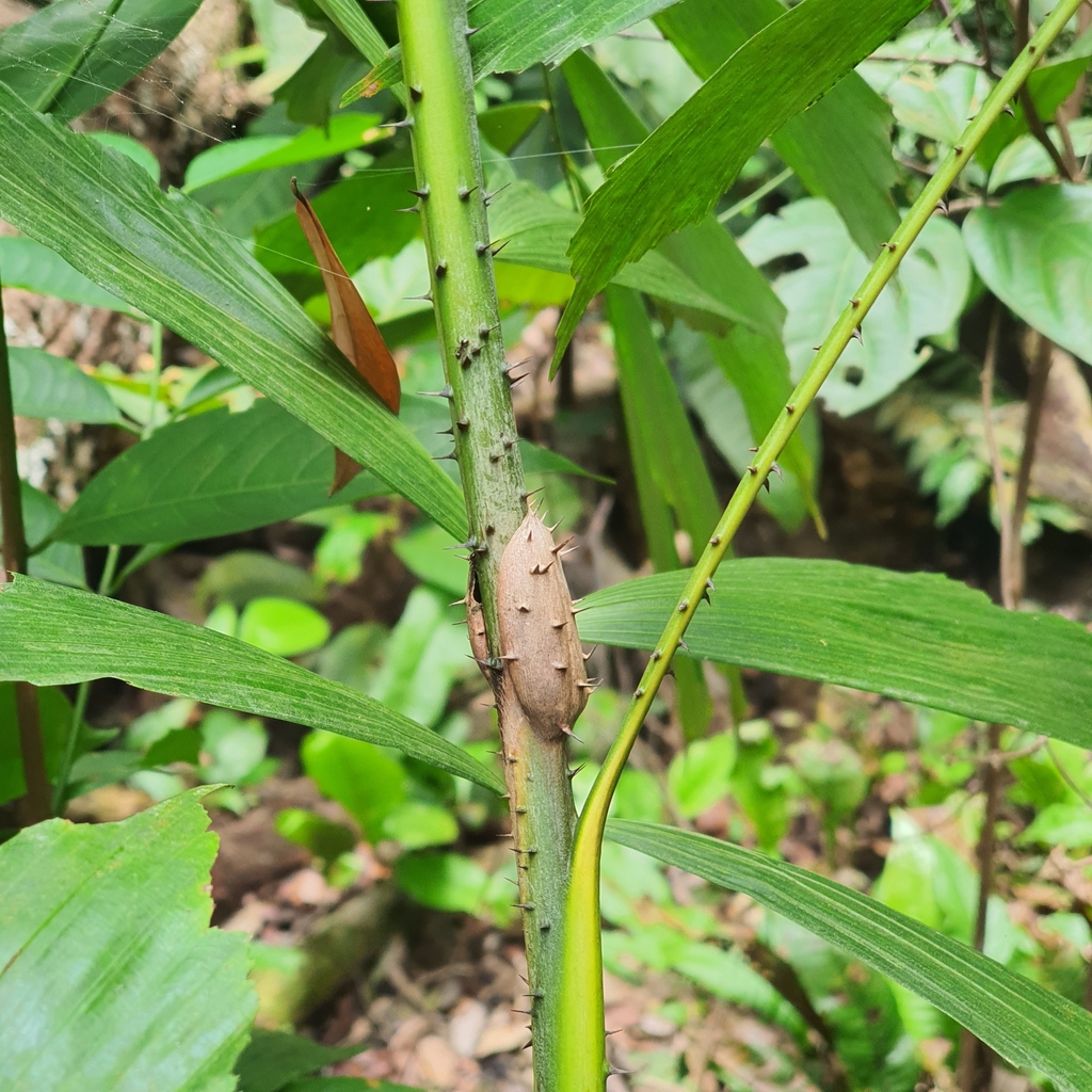 Korthalsia rostrata