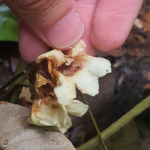 Cyrtandra pendula