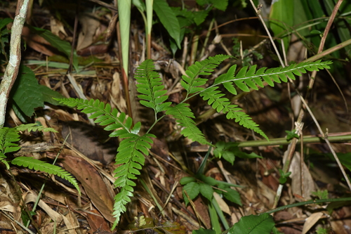 Arachniodes hekiana iNat (3)