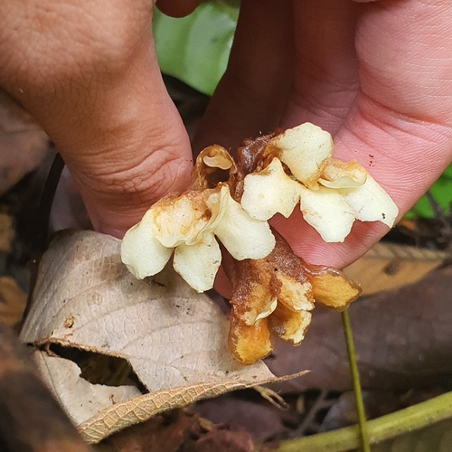 Cyrtandra pendula, photograph 1