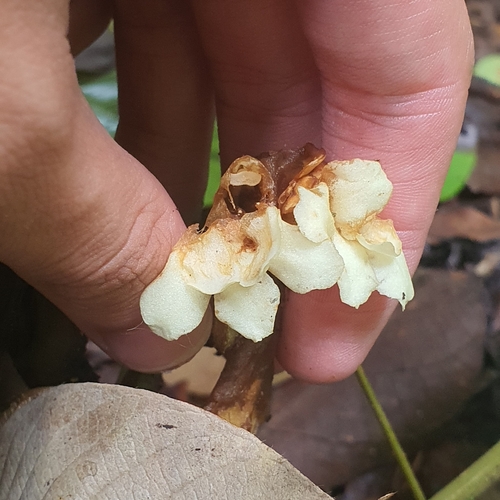 Cyrtandra pendula, photograph 2