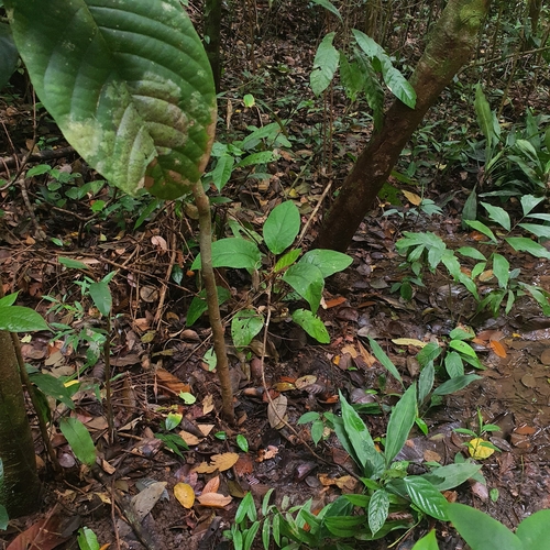 Cyrtandra pendula, photograph 3