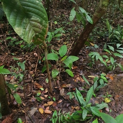 Cyrtandra pendula, photograph (c) pbsg, some rights reserved (CC BY)