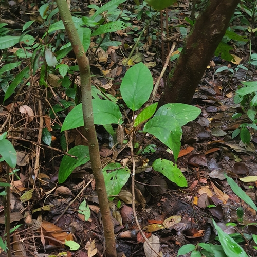 Cyrtandra pendula, photograph 4