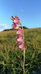 Silene burchellii multiflora