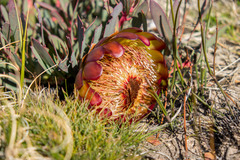 Protea effusa