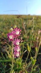 Silene burchellii multiflora