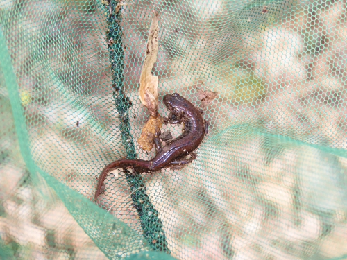 Flat-headed Salamander, Desmognathus planiceps