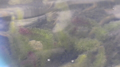 Ceratophyllum demersum