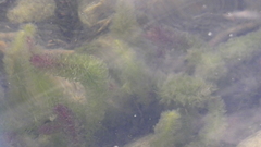 Ceratophyllum demersum