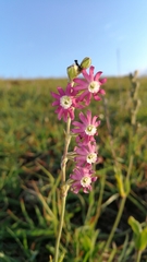 Silene burchellii multiflora
