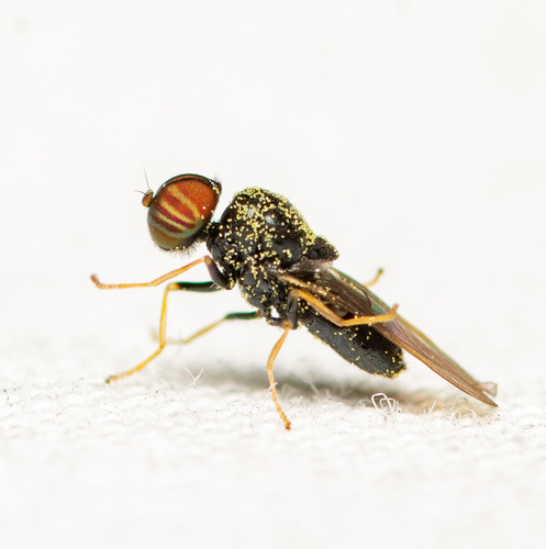 Pachygaster pulchra