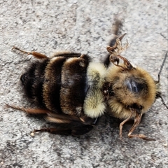 Bombus impatiens