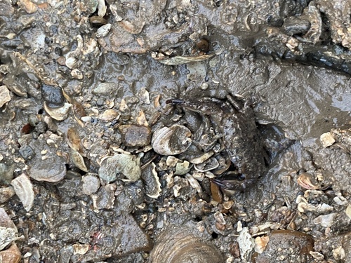 Leptodius exaratus observed 2023-03-23
