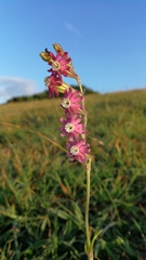Silene burchellii multiflora