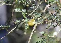 Chlorodrepanis virens wilsoni