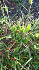 Silene burchellii multiflora