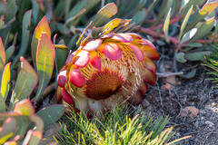 Protea effusa