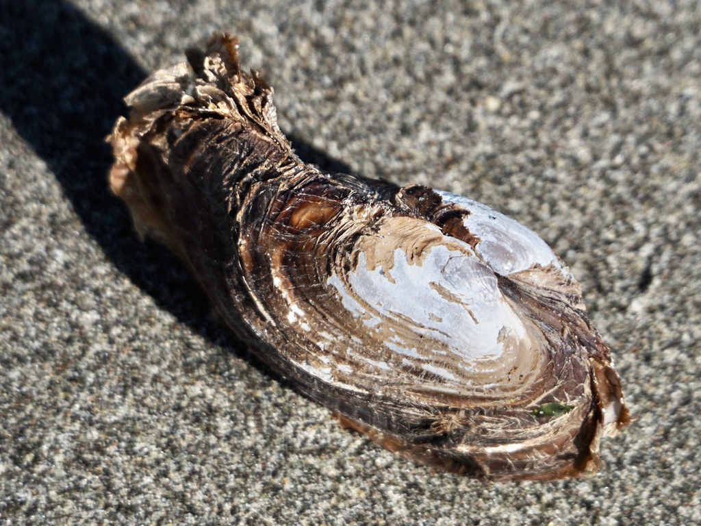 Pandoroidea