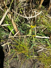 Eleocharis ovata