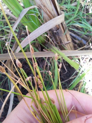 Eleocharis ovata