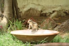 Funambulus pennantii