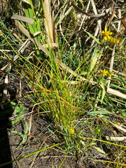 Eleocharis ovata