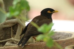 Acridotheres tristis