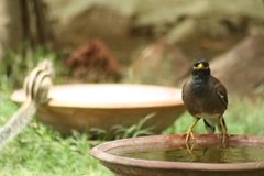 Acridotheres tristis