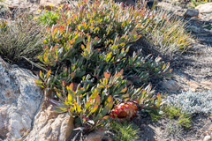 Protea effusa