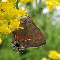 Calycopis cecrops