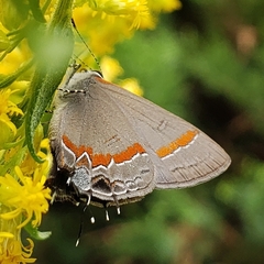Calycopis cecrops