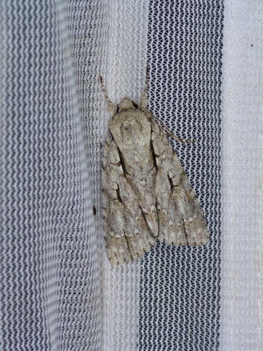 Greater Oak Dagger and Close Allies photo 6